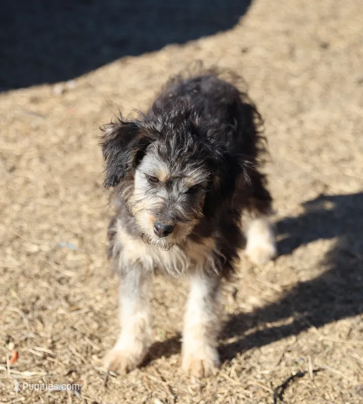 Belle - Black Tri Female