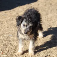 Belle - Black Tri Female, a female Miniature Bernedoodle for sale in Lawton, OK – Photo 1 of 10