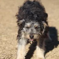 Belle - Black Tri Female, a female Miniature Bernedoodle for sale in Lawton, OK – Photo 3 of 10