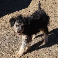 Belle - Black Tri Female, a female Miniature Bernedoodle for sale in Lawton, OK – Photo 5 of 10