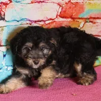 Belle - Black Tri Female, a female Miniature Bernedoodle for sale in Lawton, OK – Photo 9 of 10