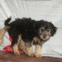 Belle - Black Tri Female, a female Miniature Bernedoodle for sale in Lawton, OK – Photo 7 of 10