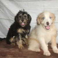Belle - Black Tri Female, a female Miniature Bernedoodle for sale in Lawton, OK – Photo 8 of 10