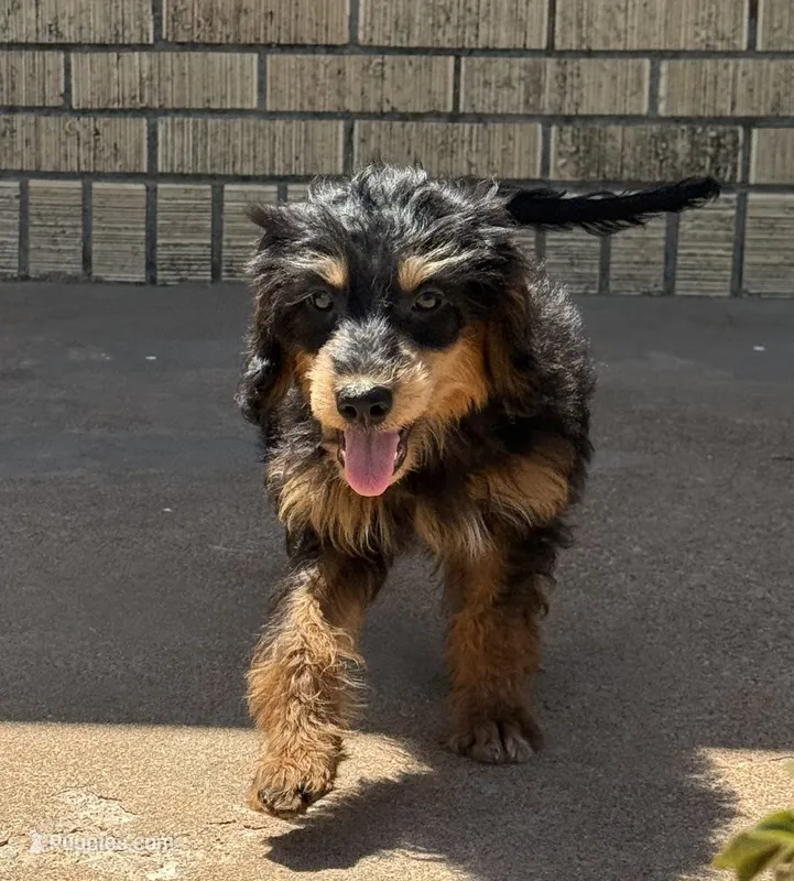 Freckles - Black Phantom Male 2 – Miniature Aussiedoodle puppy for sale in Lawton, OK