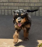 Freckles - Black Phantom Male 2, a male Miniature Aussiedoodle for sale in Lawton, OK – 9 of 10