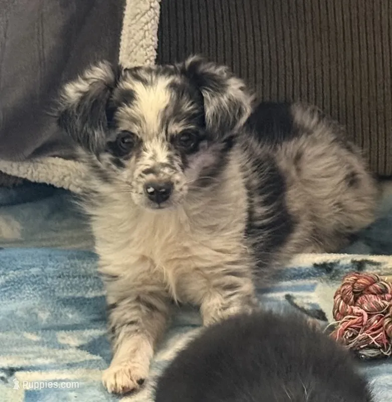 Tiny Tot - Blue Merle Female – Toy Australian Shepherd puppy for sale in Lawton, OK