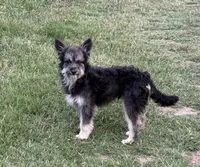 Fluffy - Black Tri Male 1, a male Miniature Aussiedoodle for sale in Lawton, OK – 3 of 10