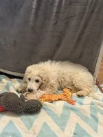 CT - Cream Parti Female, a female Goldendoodle for sale in Lawton, OK – 2 of 10