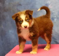 Reddy, a female Miniature Australian Shepherd for sale in Lawton, OK – 6 of 8