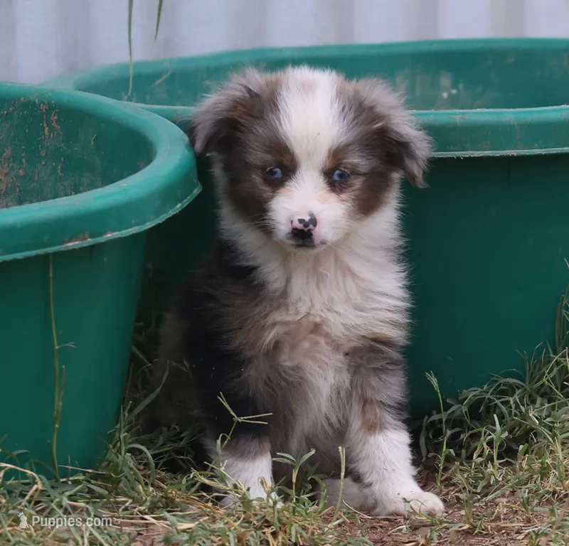 Tiny Tot OG - Blue Merle Female – Toy Australian Shepherd puppy for sale in Lawton, OK