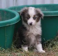 Tiny Tot OG - Blue Merle Female, a female Toy Australian Shepherd for sale in Lawton, OK – 2 of 2