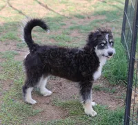 Briley -  Black Tri Female 1, a female Miniature Aussiedoodle for sale in Lawton, OK – 9 of 9