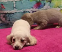 Daisy - Cream Female, a female Miniature Dachshund for sale in Lawton, OK – 9 of 10