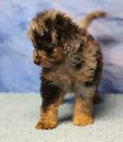Freckles - Blue Merle Male 1, a male Miniature Aussiedoodle for sale in Lawton, OK – 9 of 10