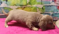 Daisy - Isabella Female, a female Miniature Dachshund for sale in Lawton, OK – 9 of 10