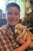 Audi - Light Cream Male, a male Miniature Dachshund for sale in Lawton, OK – 10 of 10