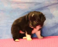 Tiny Tot - Black Bi Female, a female Toy Australian Shepherd for sale in Lawton, OK – 2 of 5