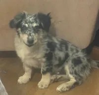 Blair - Blue Merle Male 1, a male Miniature Australian Shepherd and Miniature Bernedoodle for sale in Lawton, OK – 3 of 8
