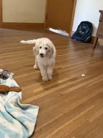 CT - Cream Parti Female, a female Goldendoodle for sale in Lawton, OK – 5 of 10