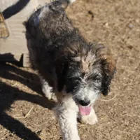 Cleo - Parti Male 1, a male Bernedoodle for sale in Lawton, OK – Photo 4 of 10