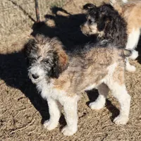 Cleo - Parti Male 1, a male Bernedoodle for sale in Lawton, OK – Photo 5 of 10