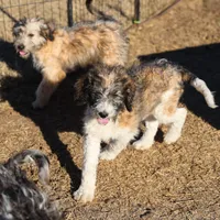 Cleo - Parti Male 1, a male Bernedoodle for sale in Lawton, OK – Photo 3 of 10