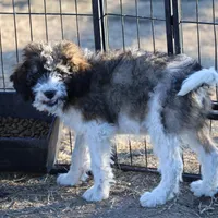 Cleo - Parti Male 1, a male Bernedoodle for sale in Lawton, OK – Photo 6 of 10