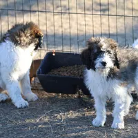 Cleo - Parti Male 1, a male Bernedoodle for sale in Lawton, OK – Photo 7 of 10