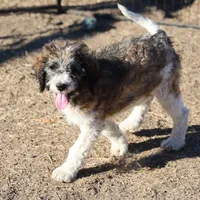 Cleo - Parti Male 1, a male Bernedoodle for sale in Lawton, OK – Photo 1 of 10