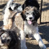 Cleo - Parti Male 1, a male Bernedoodle for sale in Lawton, OK – Photo 2 of 10