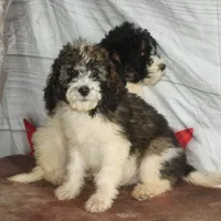 Cleo - Parti Male 1, a male Bernedoodle for sale in Lawton, OK – Photo 9 of 10