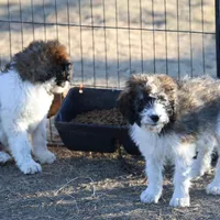 Cleo - Parti Male 1, a male Bernedoodle for sale in Lawton, OK – Photo 8 of 10