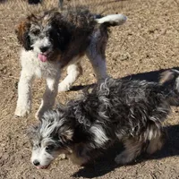 Cleo - Parti Male 1, a male Bernedoodle for sale in Lawton, OK – Photo 10 of 10