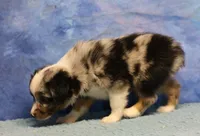 Tiny Tot - Blue Merle Male, a male Toy Australian Shepherd for sale in Lawton, OK – 4 of 10
