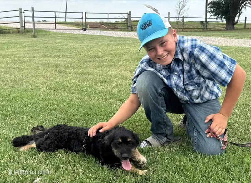 Smudge - Black Tri Female 2 – Miniature Aussiedoodle puppy for sale in Lawton, OK