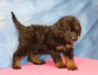 Freckles - Black Phantom Female, a female Miniature Aussiedoodle for sale in Lawton, OK – 4 of 5