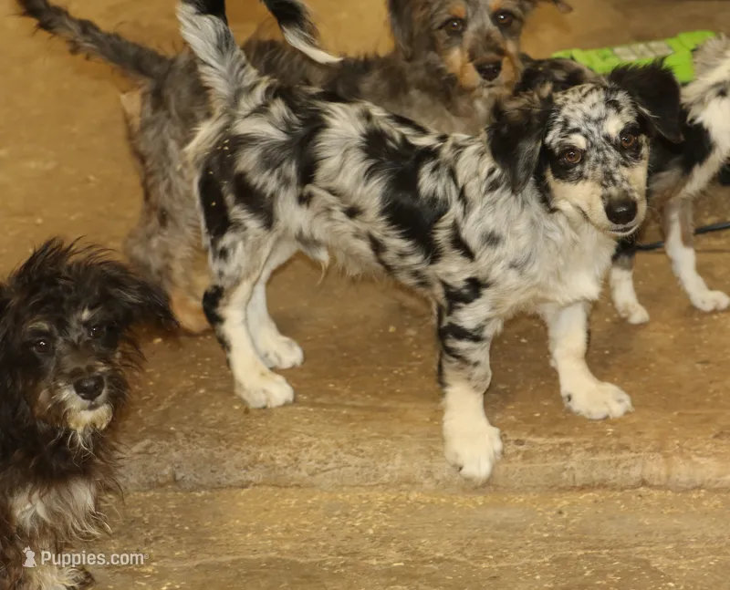 Blair - Blue Merle Male 1 – Miniature Australian Shepherd, Miniature Bernedoodle puppy for sale in Lawton, OK
