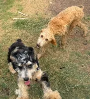 Stormi - Blue Merle Male, a male Miniature Australian Shepherd for sale in Lawton, OK – 5 of 9