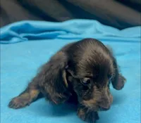 Molly - Black & Brindle Male, a male Miniature Dachshund for sale in Lawton, OK – 1 of 1
