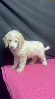 CT - Cream Parti Female, a female Goldendoodle for sale in Lawton, OK – 4 of 10
