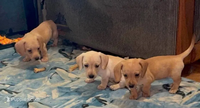 Audi - Cream Female – Miniature Dachshund puppy for sale in Lawton, OK