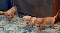 Audi - Cream Female, a female Miniature Dachshund for sale in Lawton, OK – 1 of 1