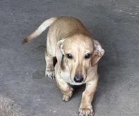 Audi - Cream Female, a female Miniature Dachshund for sale in Lawton, OK – 2 of 7