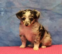 Tiny Tot - Blue Merle Female, a female Toy Australian Shepherd for sale in Lawton, OK – 6 of 8