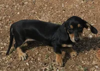 Bailey - Black & Cream Female, a female Miniature Dachshund for sale in Lawton, OK – 5 of 5