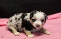 Oakley - Blue Merle Female 3, a female Miniature Australian Shepherd for sale in Lawton, OK – Photo 4 of 5