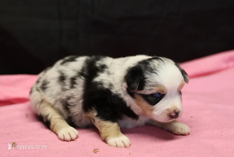 Oakley - Blue Merle Female 3 – Miniature Australian Shepherd puppy for sale in Lawton, OK