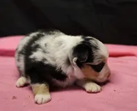 Oakley - Blue Merle Female 3, a female Miniature Australian Shepherd for sale in Lawton, OK – Photo 5 of 5