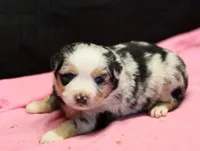 Oakley - Blue Merle Female 3, a female Miniature Australian Shepherd for sale in Lawton, OK – Photo 3 of 5