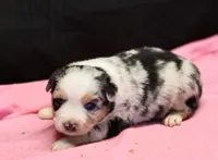 Oakley - Blue Merle Female 3, a female Miniature Australian Shepherd for sale in Lawton, OK – Photo 2 of 5